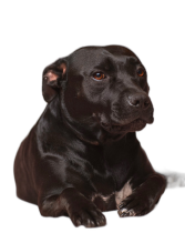 cbd.png
