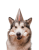 do-gryzienia.png