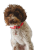 obroze.png