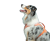 szelki.png